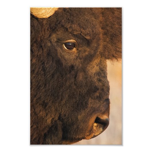 Impression Photo Profil de Buffalo (Devant)