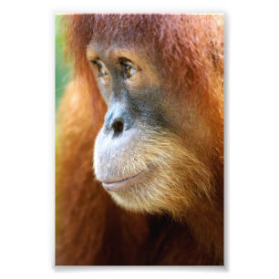Impression Photo Profil d'orang-outan