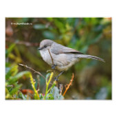 Impression Photo Profil d'un bébé de Bushtit (Devant)