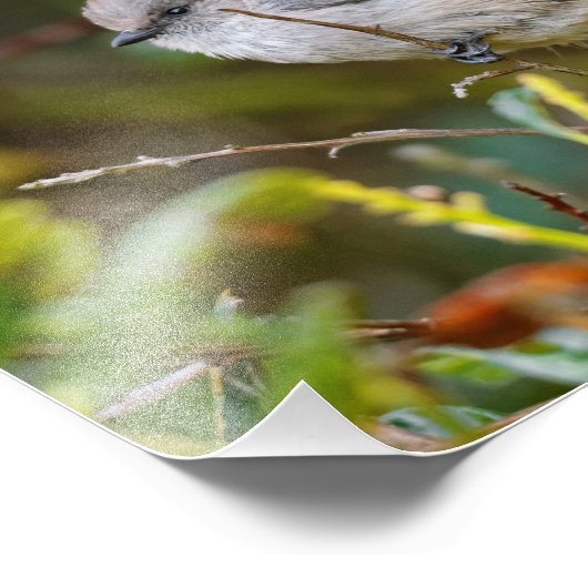 Impression Photo Profil d'un bébé de Bushtit (Coin)