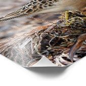 Impression Photo Profil d'un bécasseau à poils cassés à la plage (Coin)