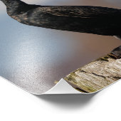 Impression Photo Profil d'un Cormorant à deux casiers (Coin)