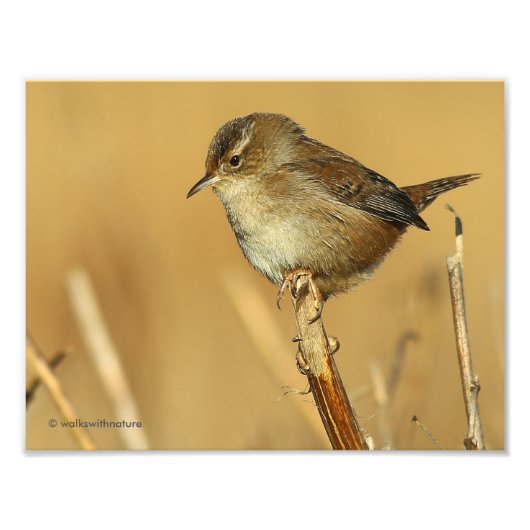 Impression Photo Profil d'un magnifique Marsh Wren (Devant)