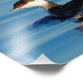 Impression Photo Profil d'une Grebe à cornes (Coin)