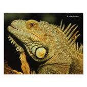 Impression Photo Profil d'une Iguana verte (Devant)