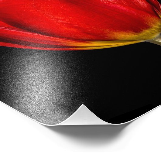 Impression Photo Profil d'une tulipe rouge (Coin)