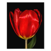 Impression Photo Profil d'une tulipe rouge (Devant)