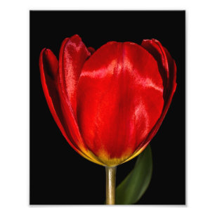 Impression Photo Profil d'une tulipe rouge