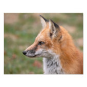 Impression Photo Profil Fox (Devant)