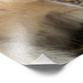 Impression Photo Profil Wallaby (Coin)