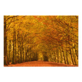 Impression Photo Promenade à travers la forêt en automne (Devant)