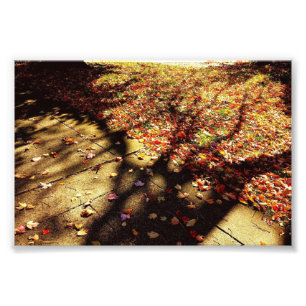 Impression Photo Promenade d'automne