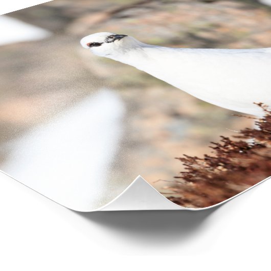 Impression Photo Ptarmigan insaisissable (Coin)