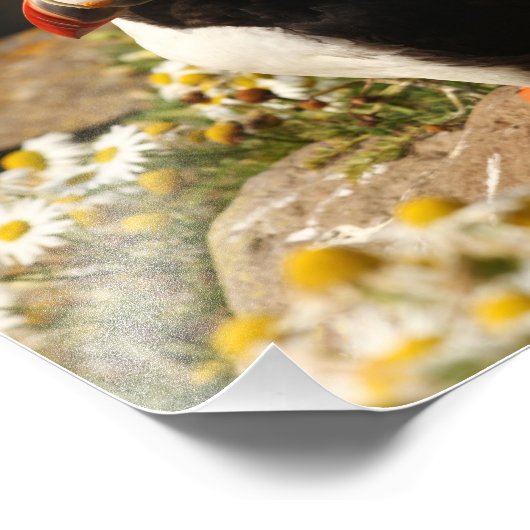 Impression Photo Puffin (Coin)