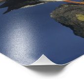 Impression Photo Puffin de l'Atlantique (Coin)