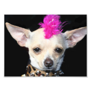 Impression Photo Punk Rock Chihuahua