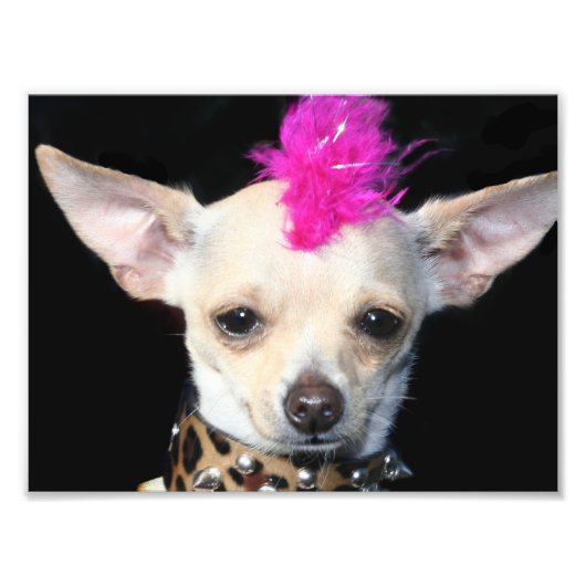 Impression Photo Punk Rock Chihuahua (Devant)
