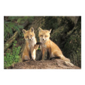 Impression Photo Pup Red Fox devant den Vulpes vulpes) (Devant)