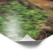 Impression Photo Pup Red Fox devant den Vulpes vulpes) (Coin)