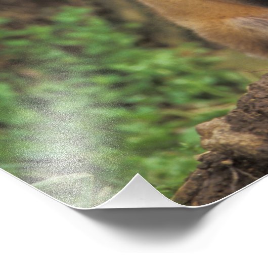 Impression Photo Pup Red Fox devant den Vulpes vulpes) (Coin)