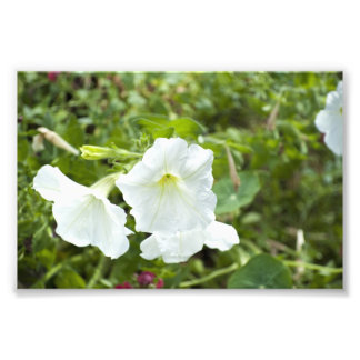 Impression Photo Pureté dans la lumière