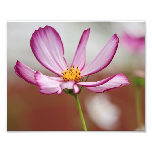 Impression Photo Purple Garden Cosmo Flower Gros plan (Devant)