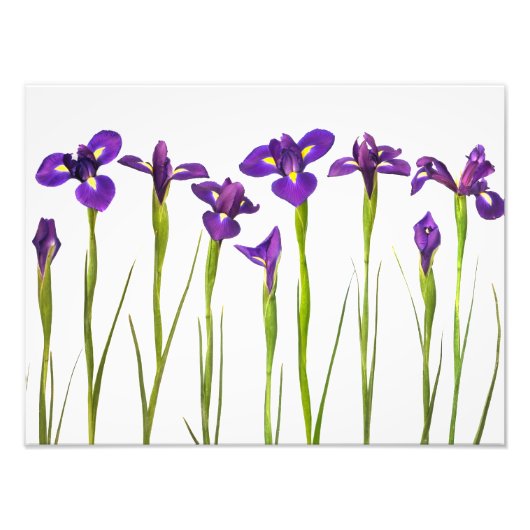 Impression Photo Purple Irises - Iris Flower Customisé Modèle (Devant)