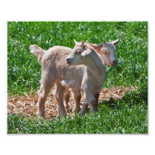 Impression Photo Pygmée Chèvre Enfants Imprimer
