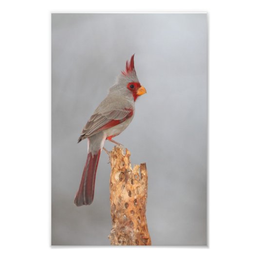 Impression Photo Pyrrhuloxia sur une branche (Devant)