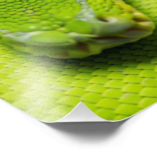 Impression Photo Python à arbre vert, Galaxie (Coin)