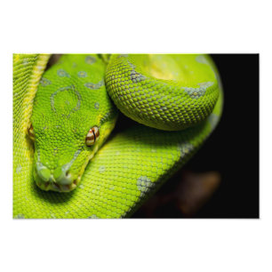 Impression Photo Python vert d'arbre, galaxie