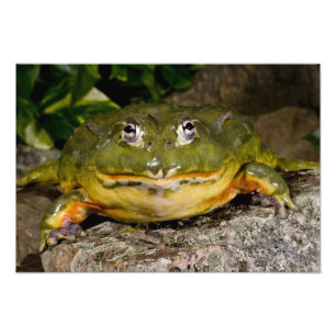Impression Photo Pyxicephalus 2, Grenouille-taureau africaine