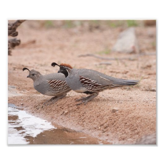 Impression Photo Quail de Gambel pour homme et femme (Devant)