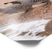 Impression Photo Quail de Gambel pour homme et femme (Coin)