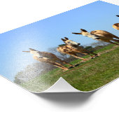 Impression Photo Quatre ânes (Coin)