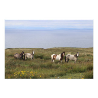 Impression Photo Quatre chevaux en bord de mer