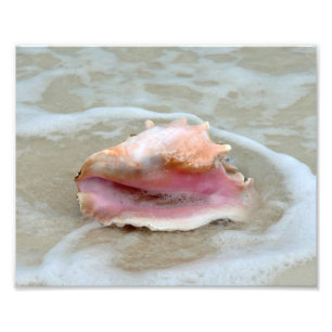 Impression Photo Queen Conch sur la plage