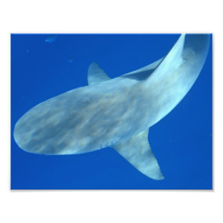 Impression Photo Queenie le requin taureau - De Jupiter, FL