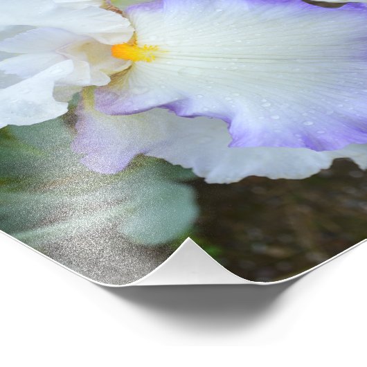 Impression photo Queen's Circle Iris 10"x8" (Coin)