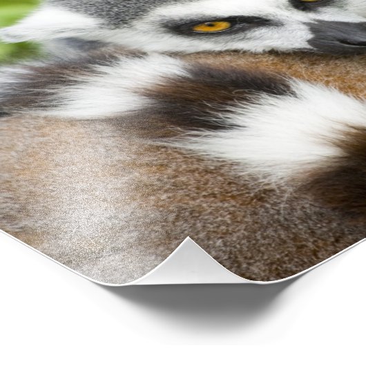 Impression Photo Queue de stripey de Lemur (Coin)