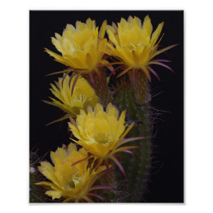 Impression Photo Quintuple de fleurs de cactus
