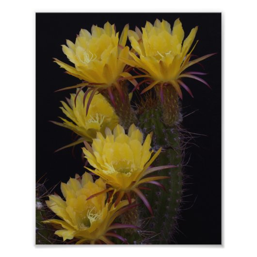 Impression Photo Quintuple de fleurs de cactus (Devant)