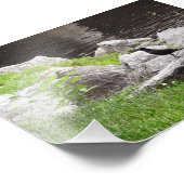 Impression Photo Quiscale sur les rochers (Coin)