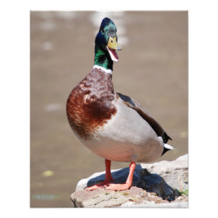 Impression Photo Quitter Mallard Duck