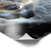 Impression Photo Quokka Western Australian Marsupial (Coin)