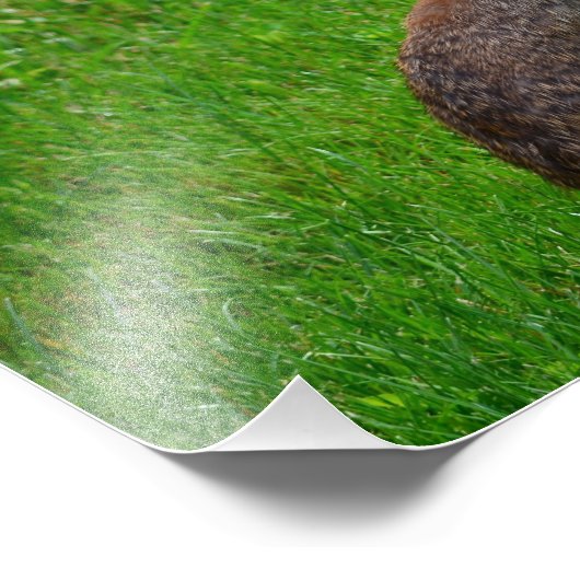 Impression Photo Rabbit de coton oriental (Coin)