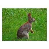 Impression Photo Rabbit de coton oriental (Devant)