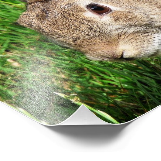 IMPRESSION PHOTO RABBITS (Coin)