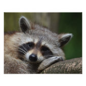 Impression Photo Raccoon (Devant)