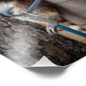 Impression Photo Raccoon mère et kit 3 (Coin)